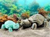 Cute Old Tortoise-0