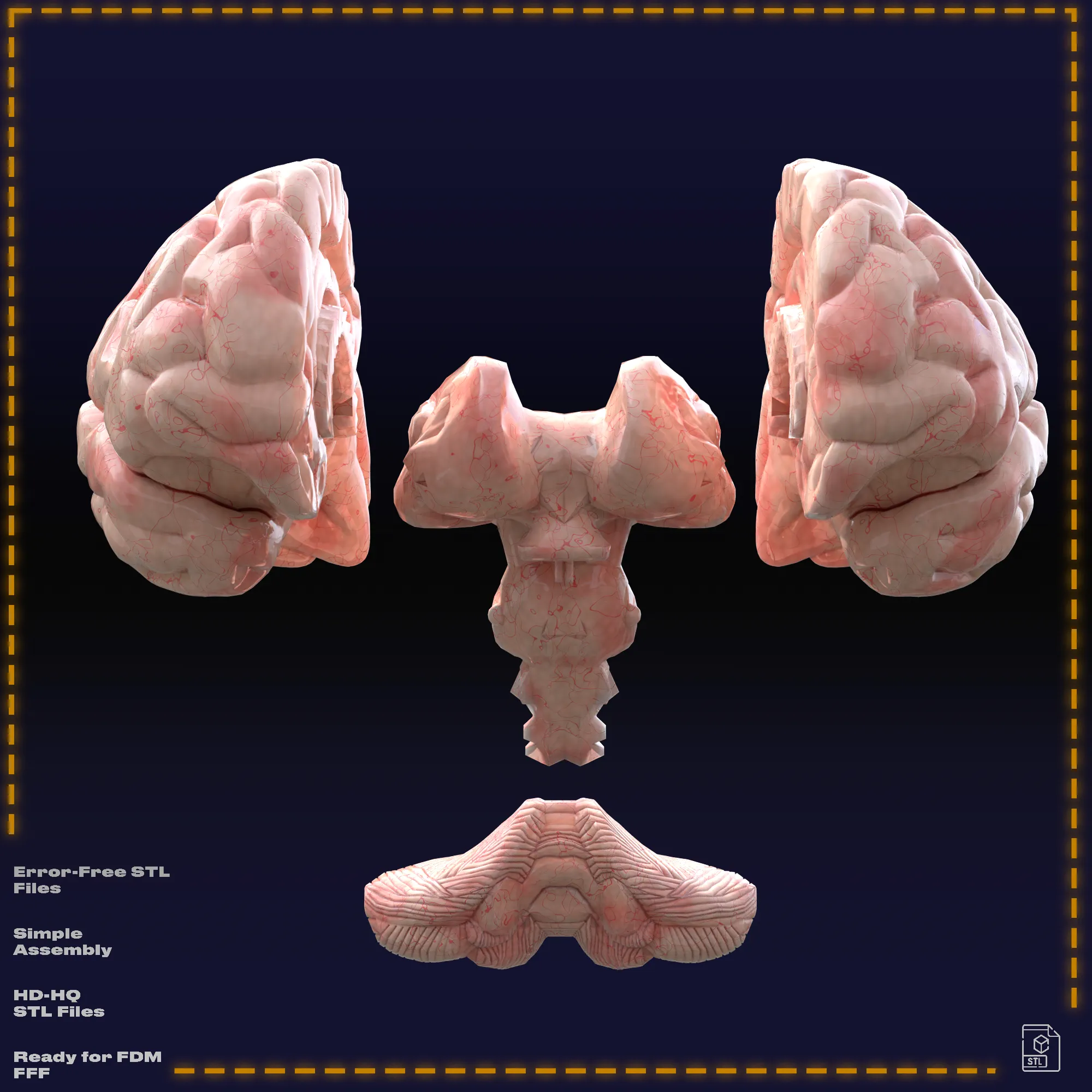 Human Brain | Multipart | Anatomy Model
