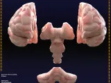 Human Brain | Multipart | Anatomy Model-1