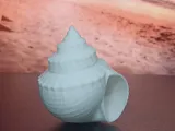 Seashell Collection-4