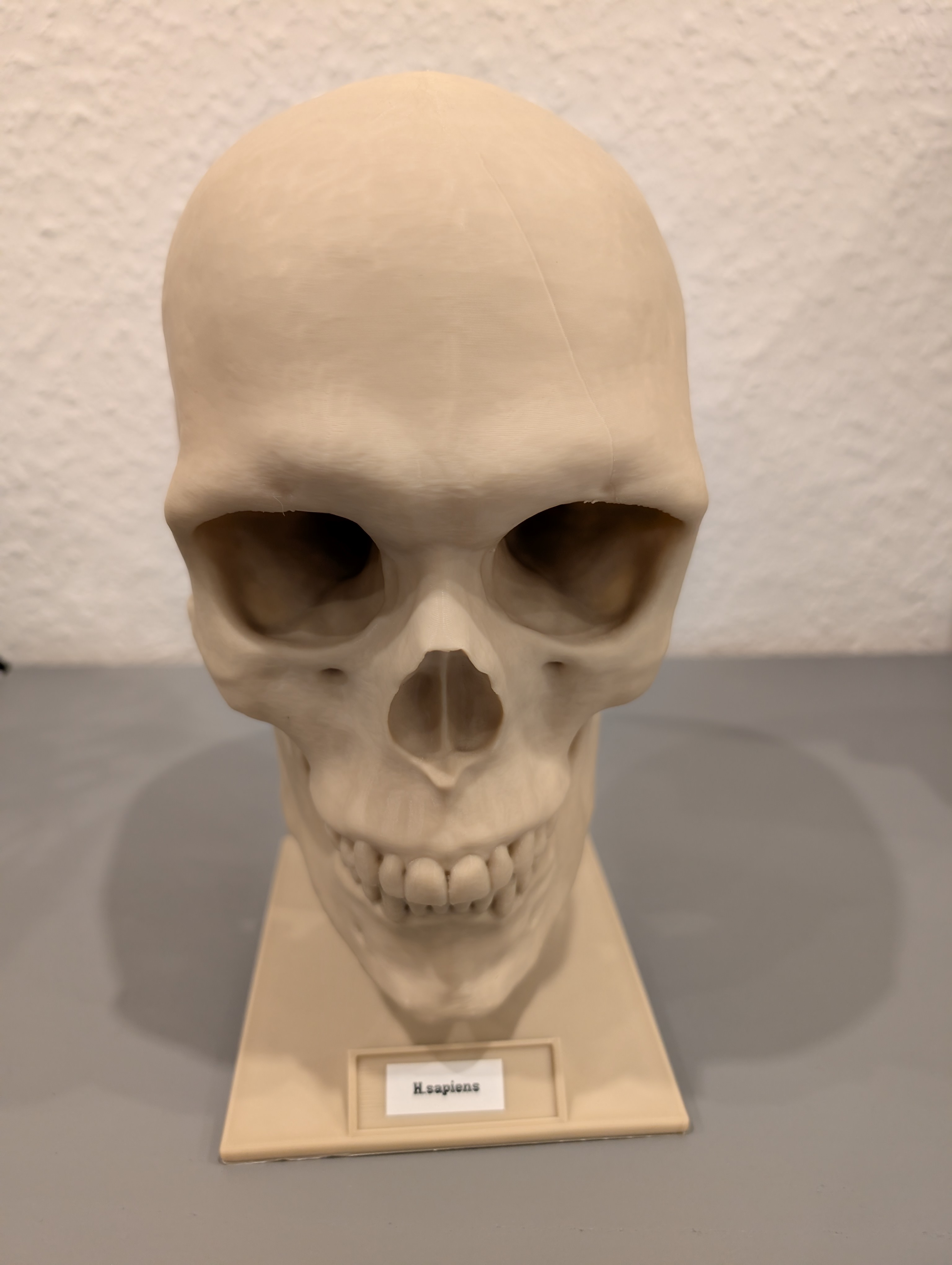 Homo sapiens Skull - Educational Model & Stand 🦴💀