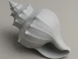 Seashell Collection-5