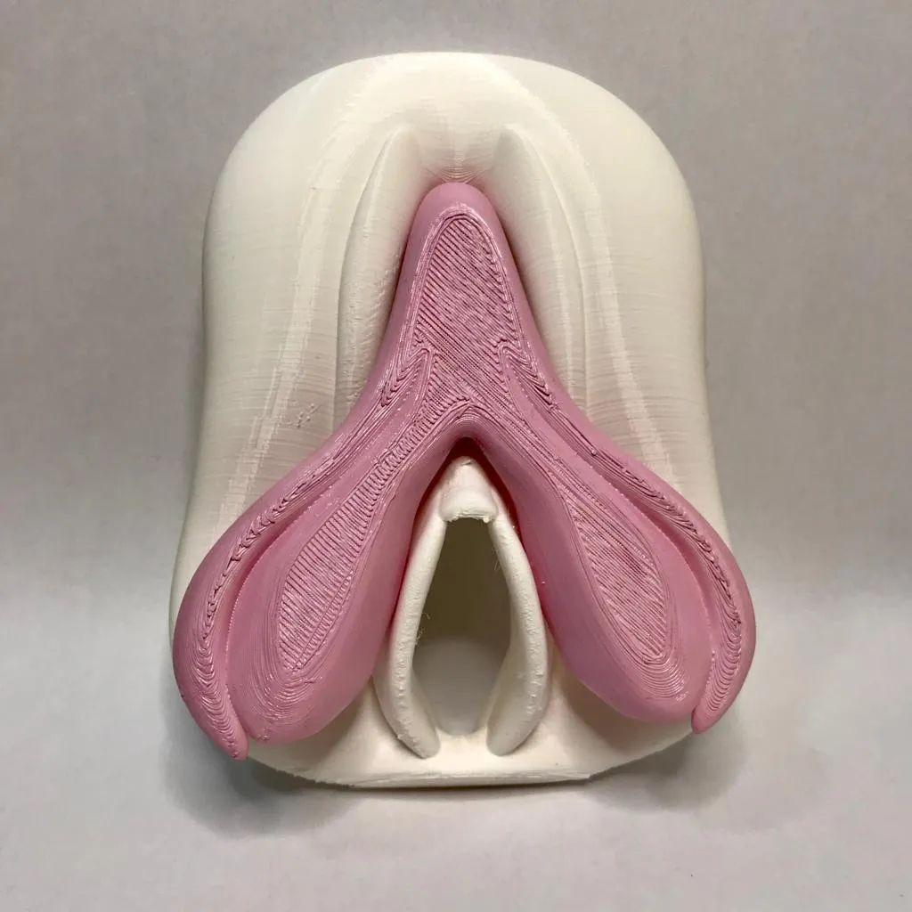 Clitoris anatomy