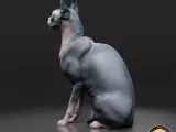 Sphynx cat-2