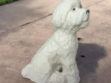 Bichon dog-2