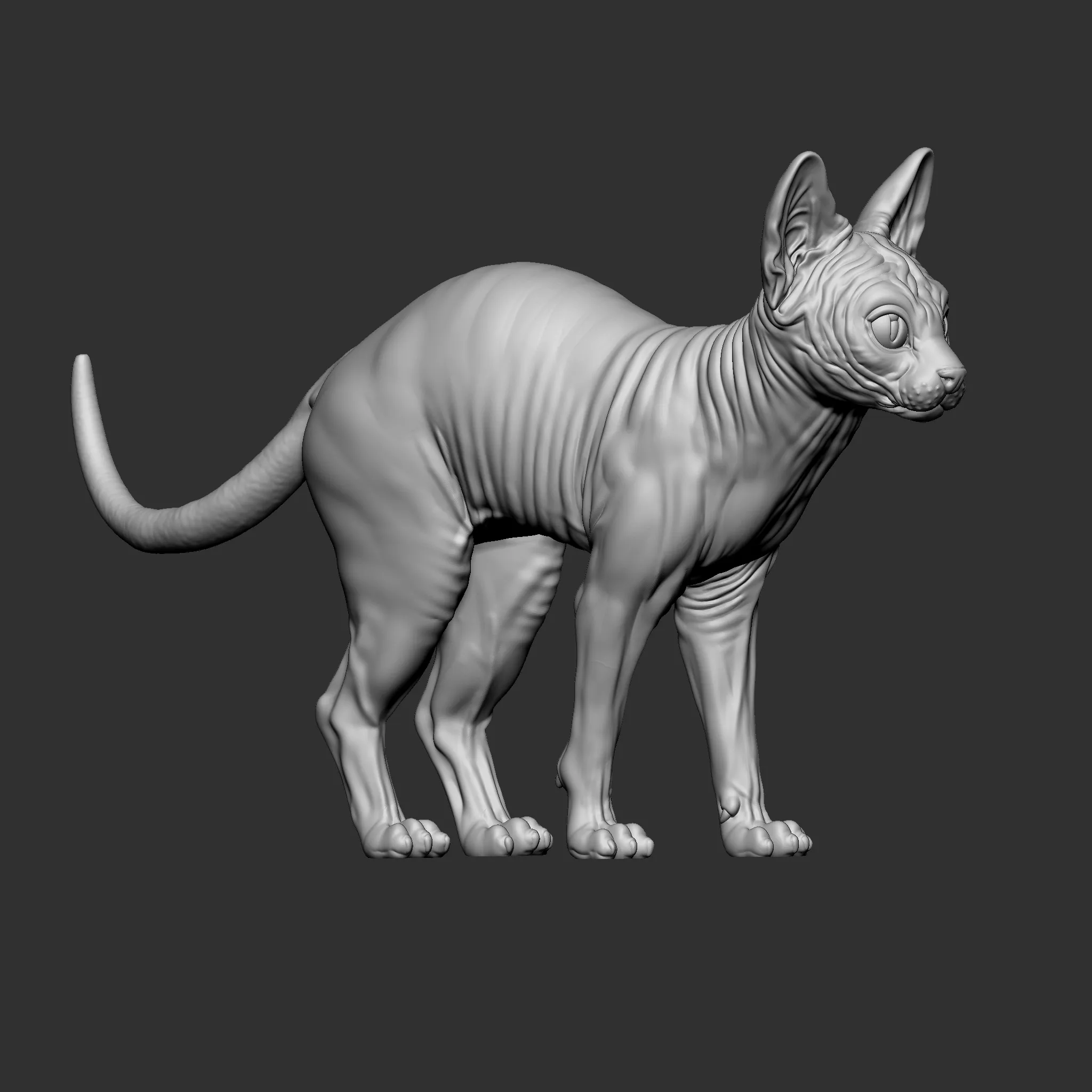 Sphynx-Katze