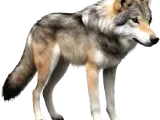 Lunar Wolf Series-3