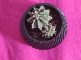 POT AGLAONEMA-2