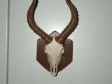 Antelope Trophy Hunting-1