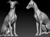 Greyhound breed - Dog greyhound racing model - 3D print-2