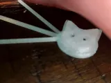 kitty whiskers-2