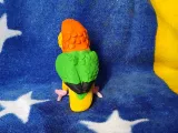 Caique-4