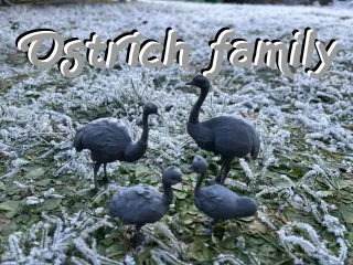 Ostrich family