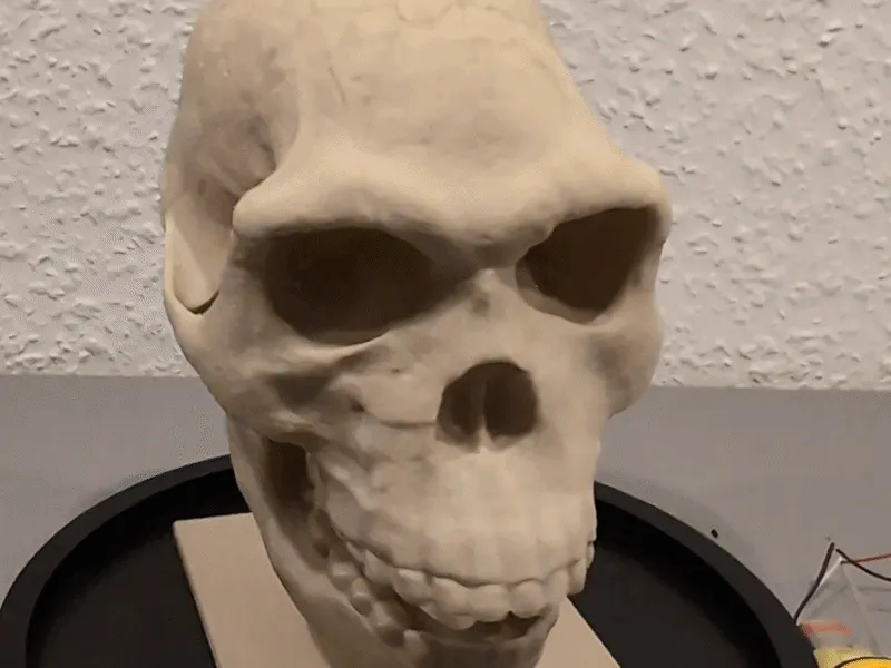 Homo habilis Skull - Educational Model & Stand 🦴💀-0