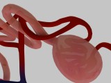 Human Kidney Nephron 3D Model Illustration-6