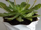 Pot Interior Decor T-1