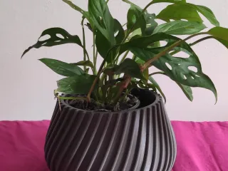 POT AGLAONEMA