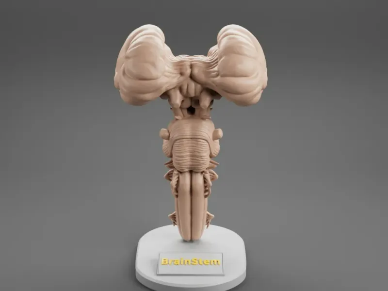 Brain Stem anatomy For 3D printing