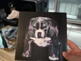 Chiot staff-1