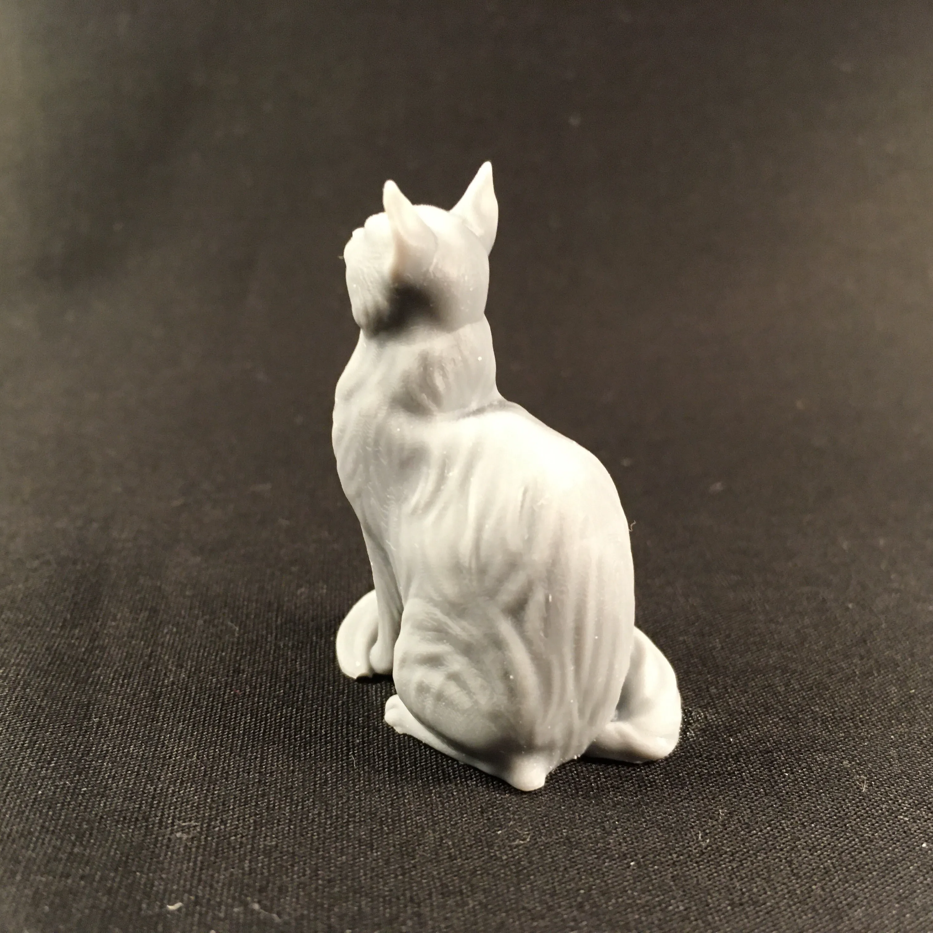 Sitting cat