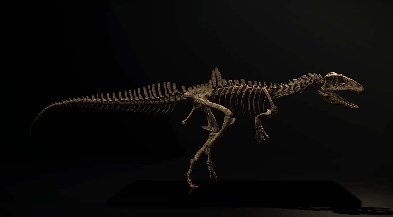 Concavenator corcovatus Skeleton