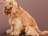 Spaniel Scans-1