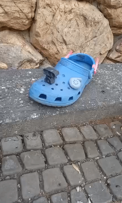 TurboCroc, il coccodrillo più veloce dell'occidente
