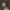 Shaggy Rogers