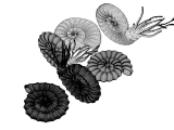 Ammonite - amonoids - three different-4