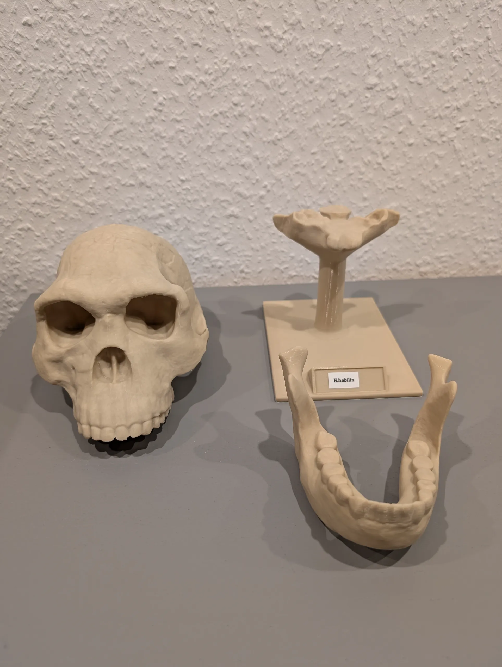 Homo habilis Skull - Educational Model & Stand 🦴💀-3