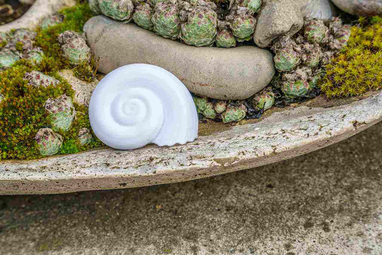 Shell of a snail decoration object