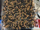 Whiskey Grape Stomping half-barrel planter-3