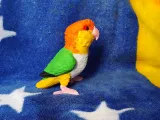Caique-3