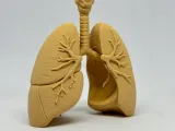 Lung Medical Education Model-3