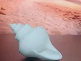 Seashell Collection-6