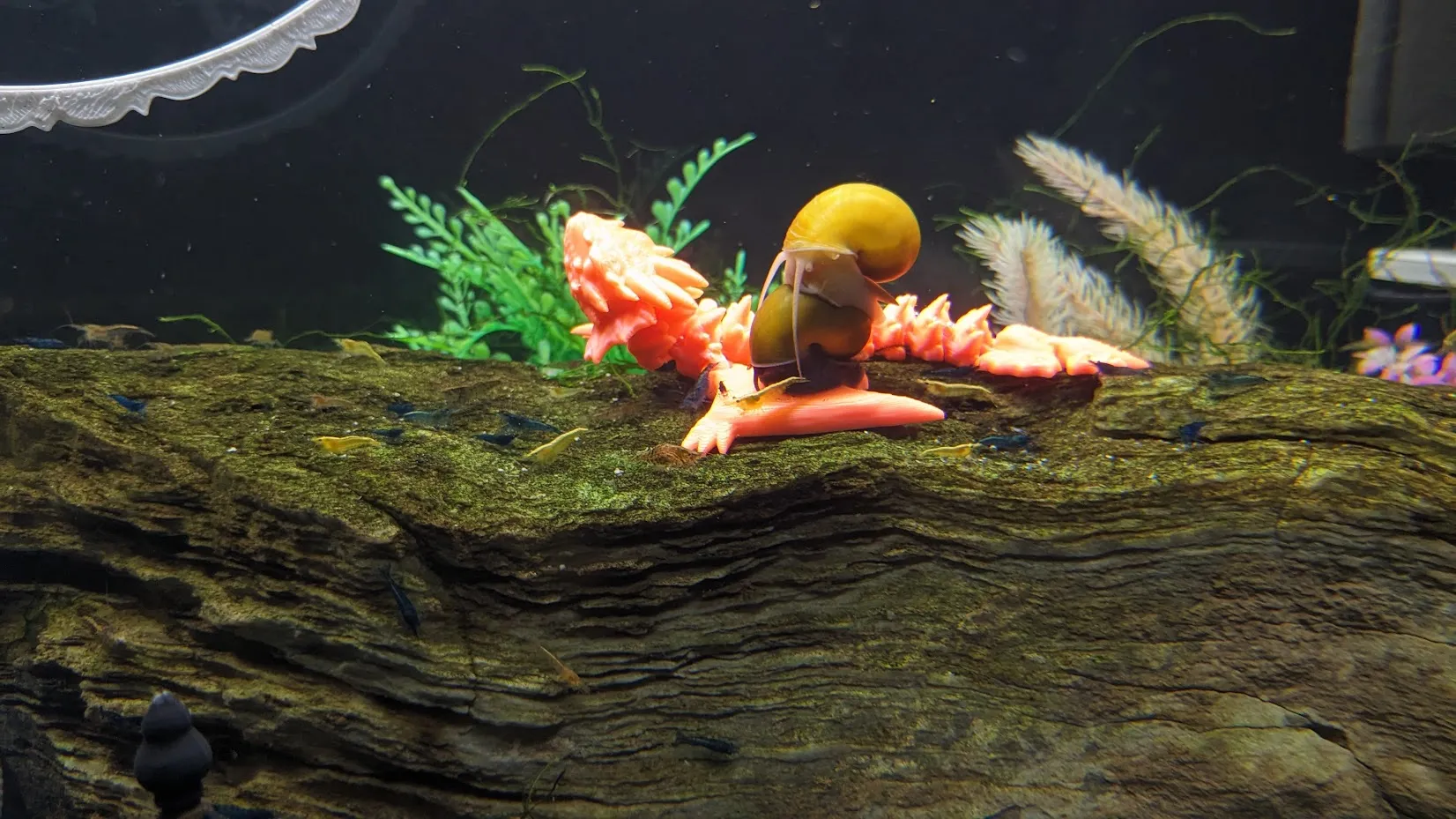 Amphiptere Flexible Baby Dragon-2