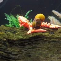 Amphiptere Flexible Baby Dragon-2