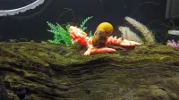 Amphiptere Flexible Baby Dragon-2