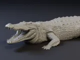 Nile crocodile-1