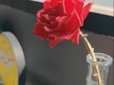 Rose-1