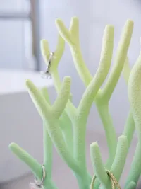 Coral Stand-1