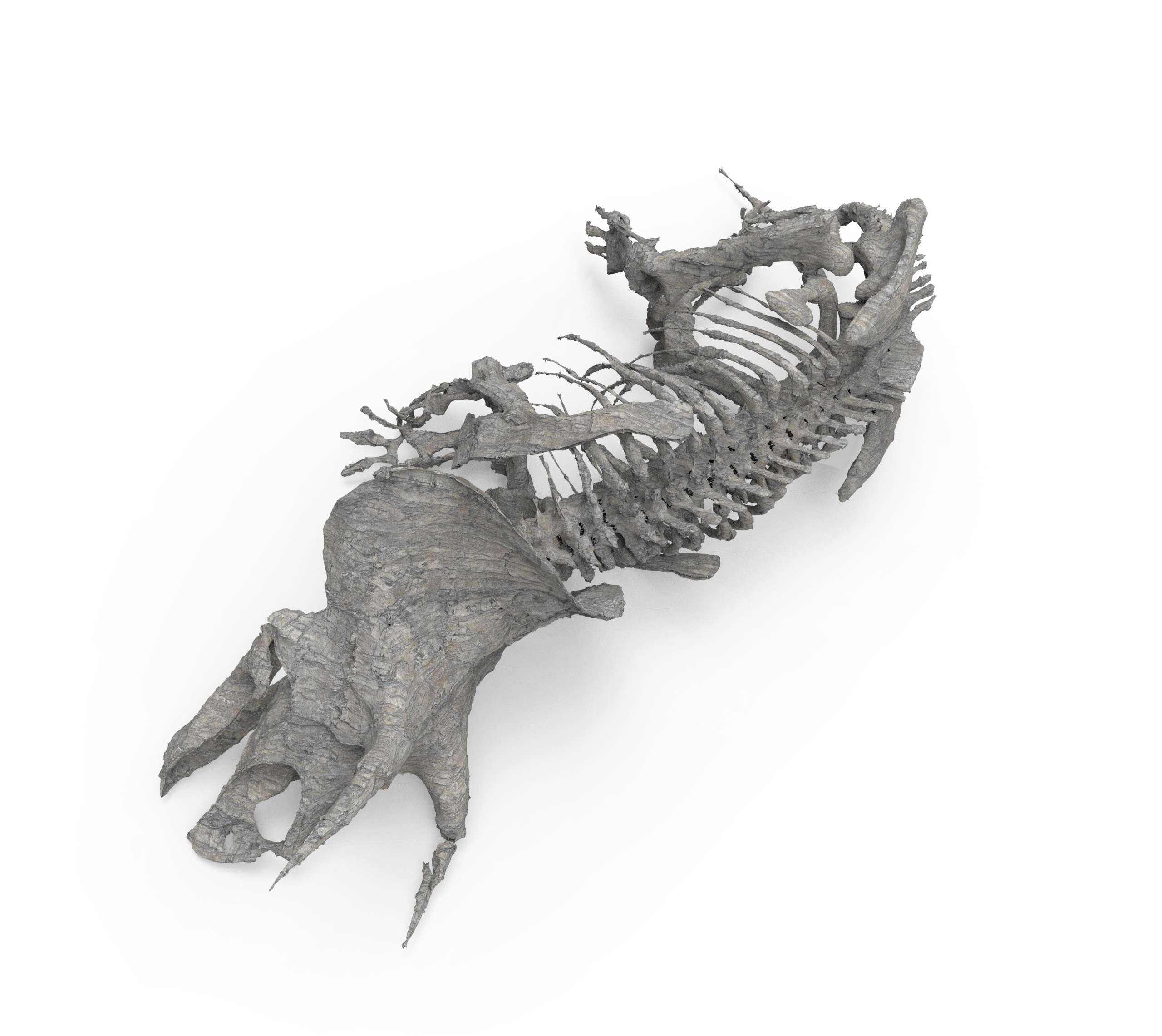 Triceratops-skeleton