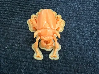 Horned Scarab Beetle