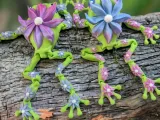 Flower Frog-1