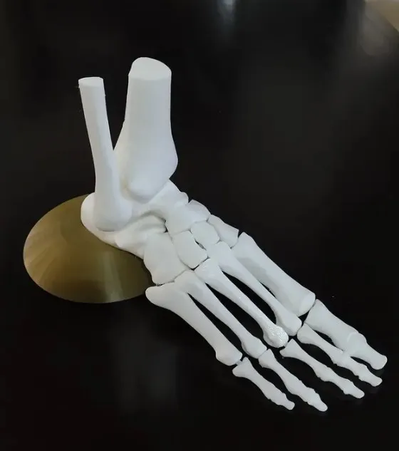 Full Size Anatomically Correct Human Foot Model