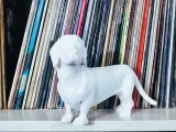 Dachshund standing statue-0