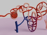 Human Kidney Nephron 3D Model Illustration-7