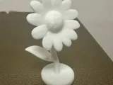 Daisy-1