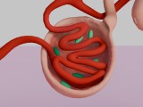 Human Kidney Nephron 3D Model Illustration-5