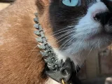 猫用首輪の魚の骨-0